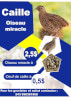 caille-oiseau-miracle-et-ses-oeufs-050723131841