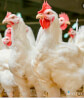 poulet-de-chair-en-vente-311221091442
