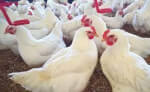 poulet-de-chairfe-a-vendre-190723132440